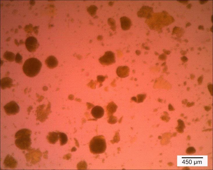 29 (b) Imagem de microscopia óptica das micropartículas de PHBV contendo curcumina.