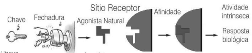 dos átomos RECEPTOR é qualquer molécula na qual o fármaco se liga Receptor pode estar na superfície ou no interior das células A ação