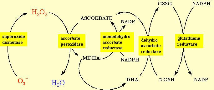 28 Ascorbato SOD APX MDHAR DHAR GR Figura 2. Ciclo do ascorbato-glutationa (adaptado de Mckersie; Leshem, 1994).