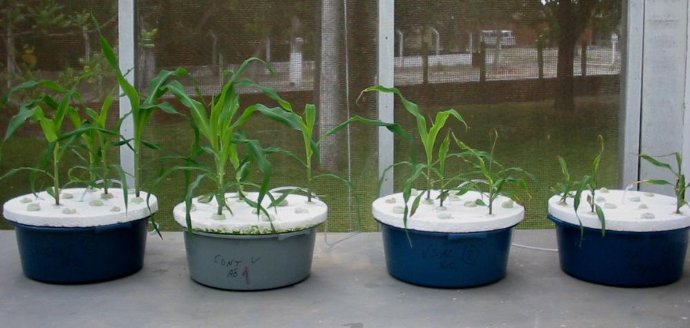 Plantas de milho crescendo sob condições controle (solução nutritiva), provenientes de sementes embebidas por 36 h em água