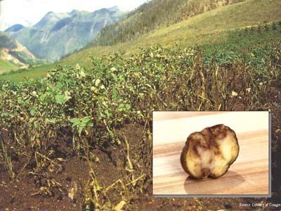 batata e forçou os agricultores a cultivá-la.