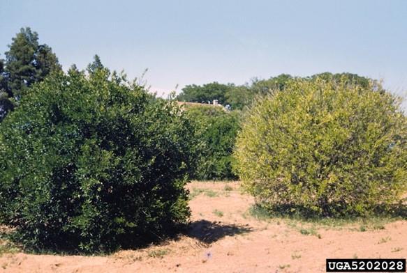 Imunização: Desenvolvimento de plantas resistentes ou imunes numa área onde o patógeno é presente;