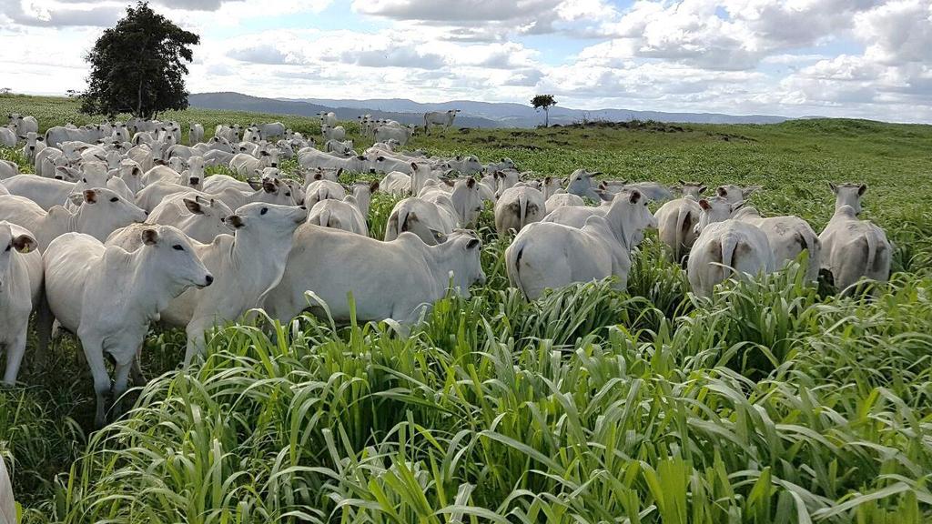 A agricultura é a ciência das