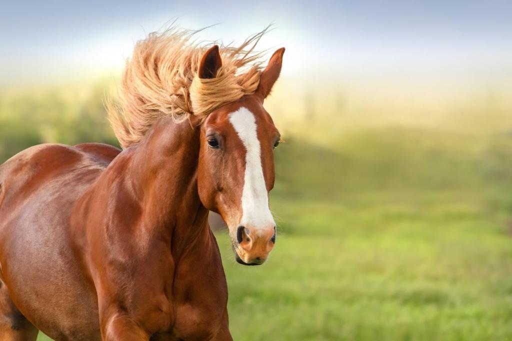 Adulto Equino 13 Manutenção Corpórea equinos adultos em fase de manutenção e trabalho leve. Forneça Equino 13 de 1,0 a 1,5 kg por 100kg de peso vivo ao dia. Pellet Proteína Bruta (mín.