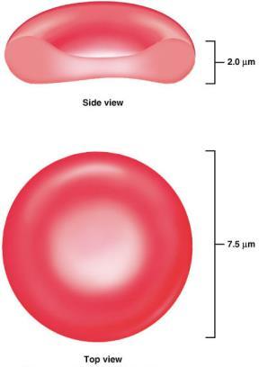 leucócitos e plaquetas (<1% do sangue) 1 2 centrifugação sangue retirado é colocado em um tubo Plasma - 55% Plaquetas -