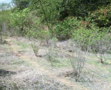 de Pombal - PB, onde foram destorroadas, peneiradas em peneiras de 2 mm de malha e colocadas para secar ao ar livre.