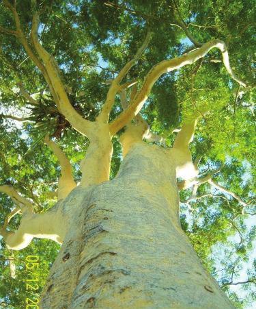 ESPÉCIE Balfourodendron riedelianum (Pau-marfim) A espécie Balfourodendron riedelianum, popularmente conhecida como pau- -marfim, é uma árvore de porte grande, muito apreciada e valorizada no mercado