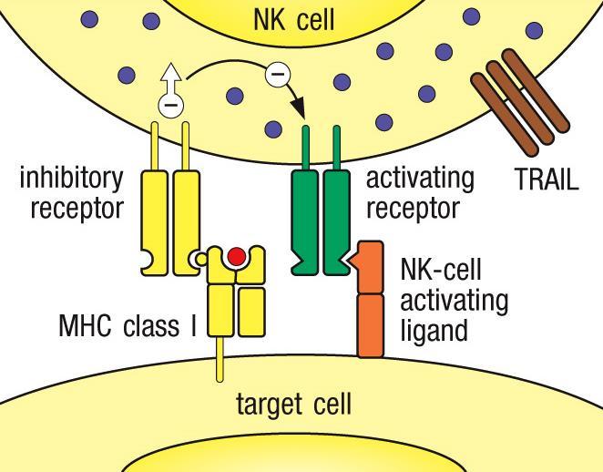 Células NK As células NK têm vários receptores activadores que sinalizam as células a matarem as