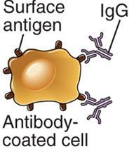 revestidas por anticorpos ADCC