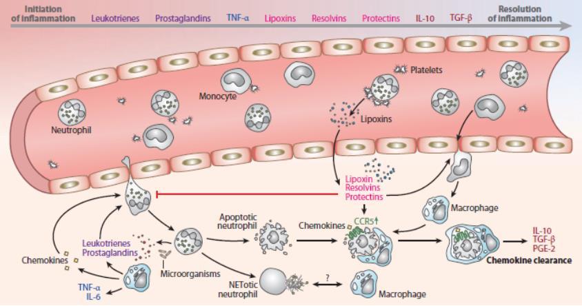 Resolução da inflamação Interacção dos neutrófilos com as plaquetas indução da expressão de lipoxinas (anti-inflamatórias). Bloqueio de recrutamento de neutrófilos.
