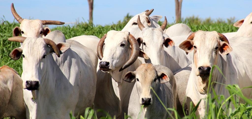 O DNA do rebanho Fazenda Nova MATRIZES Entre as matrizes, a Fazenda Nova também utilizou animais de referência. As mais evidentes são: Foto: Fabio Fatori Postagem DS da Trad.