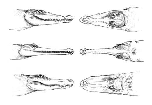 16 Figura 2. Representação da morfologia externa da cabeça das três famílias de crocodilianos: ao topo Crocodylidae, ao centro Gavialidae e em baixo Aligatoridae.