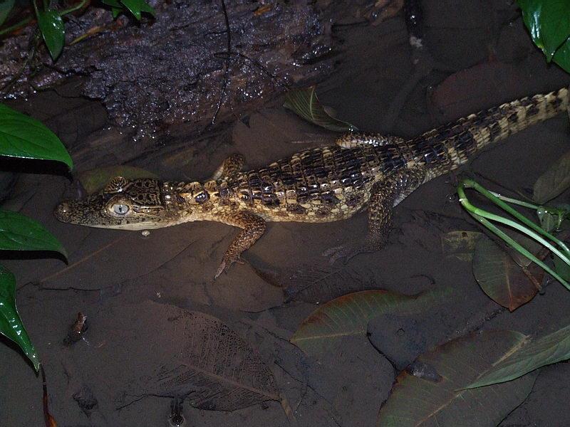 19 Figura 4: Jacaretinga (Caiman crocodilus) Fonte: Ross (1998).