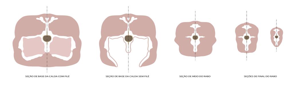 49 Figura 2c. Cortes transversais do rabo em diferentes pontos: da base da cauda até a ponta. Figura 2. Esquema de Cortes propostos para M. niger.