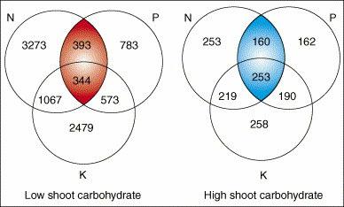 Genes responding to high shoot carbohydrate concentrations were defined as genes differentially expressed in shoots of the pho3 mutant, which has constitutively high shoot carbohydrate