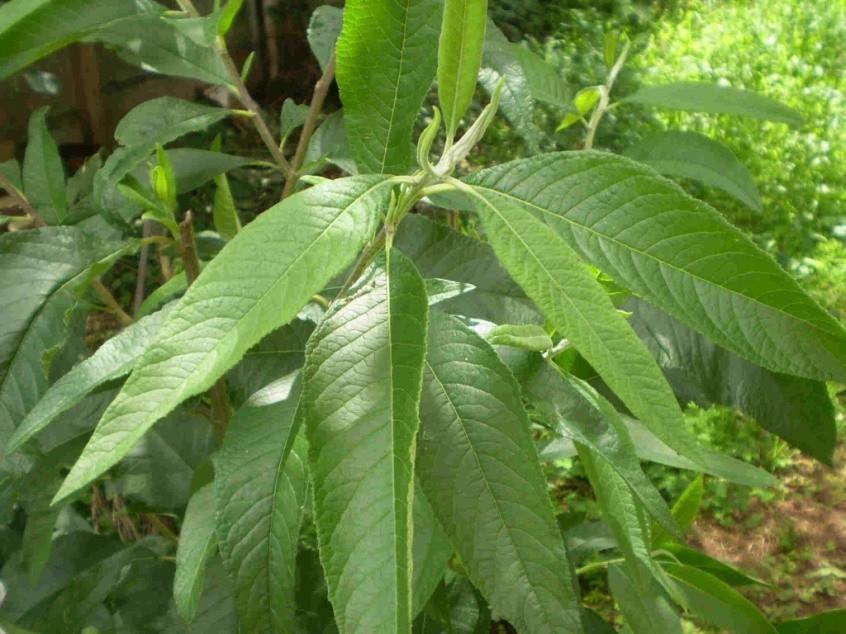 ASSA-PEIXE Nome científico: Vernonia polyanthes Less Nome popular: Assa-peixe, chamarrita, assapeixe-branco, cambará-guaçu, cambará-açu, cambará-branco.