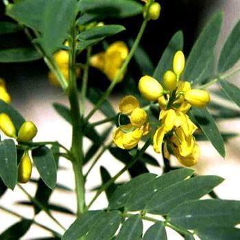 SENE Nome científico: Cassia occidentalis (L.) Indicações: Constipação por inércia intestinal. Hemorróida, fissura renal, purgativo. Parte utilizada: Folíolo.