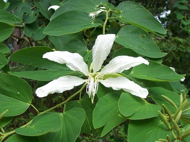 PATA DE VACA Nome científico: Bauhinia forficata Link Nome popular: Pata-de-vaca, unhade-vaca, Indicações: Diabetes melito tipo II Posologia: