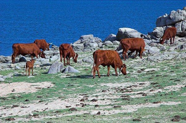 PASTOREIO ILEGAL NA ALBUFEIRA DO CAIA