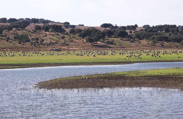 Propriedades situadas junto ao plano de água, pastoreio observado nos últimos anos e importância para a avifauna Concelho de Arronches Herdade do Baldio Pastoreio intenso durante todo ano, em