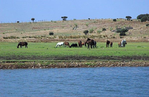 de Grous e de Cegonhas-pretas. Devido a estes animais terem uma grande capacidade de aceder às ilhas onde nidificam as aves, as colónias são invariavelmente destruídas.