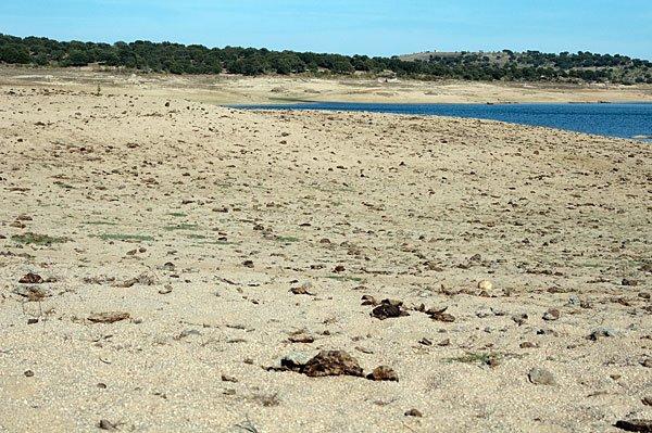 Herdade de Linhares Pastoreio intenso durante todo o ano por bovinos. Não existe vedação junto ao plano de água. Existem vedações ilegais no leito da albufeira.