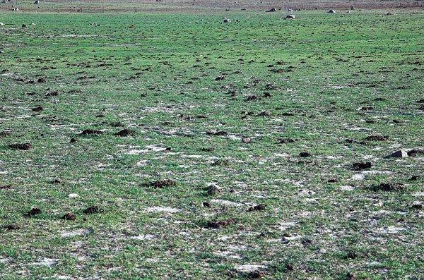 Herdade da Alentisca (NO) Pastoreio intenso durante todo o ano por bovinos. Existe vedação em todo o perímetro junto ao plano de água, mas os animais são conduzidos para o leito da albufeira.