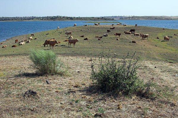 Existe vedação em parte do perímetro junto ao plano de água, mas os animais são conduzidos para o leito da albufeira. Existem vedações ilegais no leito da albufeira.