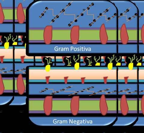 GRAM POSITIVAS GRAM NEGATIVAS FUNGOS A SUSCEPTIBILIDADE: DECRESCEM NESTA ORDEM.