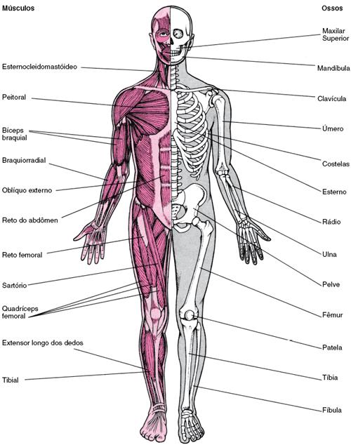 Sistema Musculoesquelético