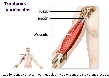 Tendões e Músculos Tendões e Músculos Osso Tendão