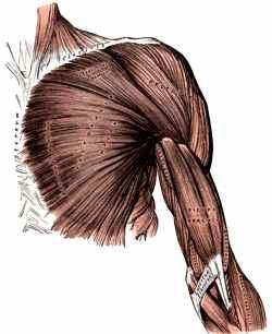 O que é um músculo? Esternocleidomastoideu Deltóide Em média, 40% do peso do corpo está nos músculos. O corpo humano tem mais de 630 músculos.