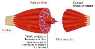 Estrutura de um músculo Tecido muscular é formado por um tipo especial de células FIBRAS MUSCULARES com propriedades contrácteis, devido à disposição organizada de proteínas fibrilares (miosina