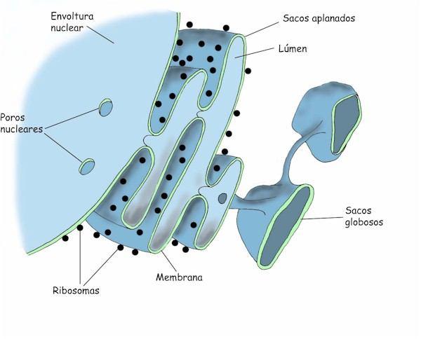 Retículo endoplasmático (RE) Rede de membranas duplas que formam sacos achatados = cisternas Retículo