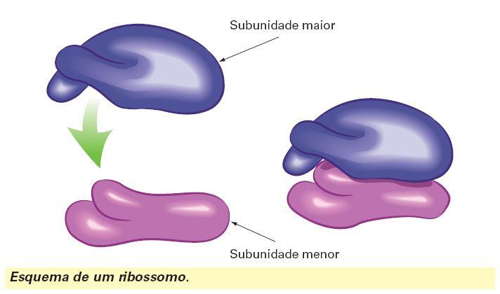 Agentes da síntese de proteínas Constituídos por duas subunidades de tamanhos diferentes Podem ser encontrados isolados