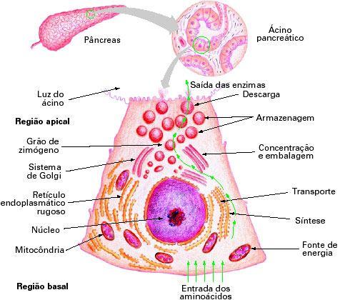 Ácinos pancreáticos Proteínas são produzidas pelo RER, e são transferidas ao