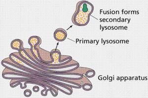 Lisossomos Pequenas vesículas transportadoras originadas do complexo de Golgi Lisossomos primários Vacúolo alimentar ou
