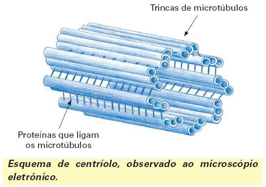 Participam da divisão celular Composto por nove conjuntos de microtúbulos triplos, de natureza protéica