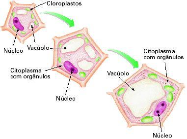Alimentares ou fagossomos fagocitose Digestivos Vacúolo alimentar +lisossomo