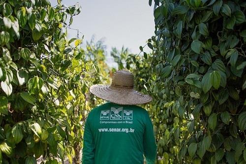 SERVIÇO NACIONAL DE APRENDIZAGEM RURAL MISSÃO Realizar a Educação Profissional, a Assistência Técnica e as atividades de Promoção Social, contribuindo para um cenário de crescente