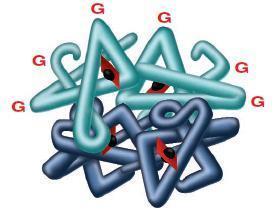 RESULTADOS E DISCUSSÃO Figura 6.1: Moléculas de glicose (G) ligadas à molécula de hemoglobina, formando a hemoglobina glicada Fonte: Adaptado de NETO et al., 2009. Figura 6.2: Hemoglobina (Hb), não-glicada (Hb0), glicada (Hb1) e suas frações Fonte: Adaptado de NETO et al.