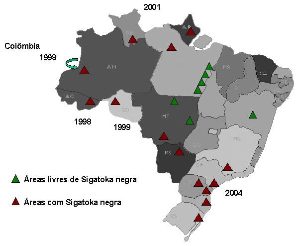 12 Treinamento em Certificação Fitossanitária de Origem para a Sigatoka negra (Mycosphaerella fijiensis Morelet) Fig. 4.