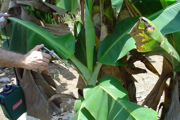 23 Treinamento em Certificação Fitossanitária de Origem para a Sigatoka negra (Mycosphaerella fijiensis Morelet) bananal.