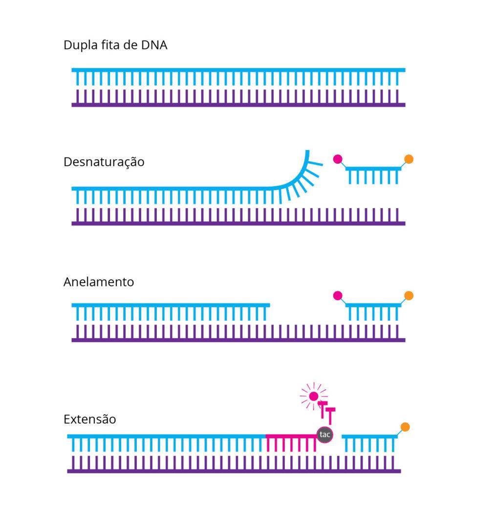 Reação em Cadeia da Polimerase Amplificação enzimática de regiões de DNA in vitro.