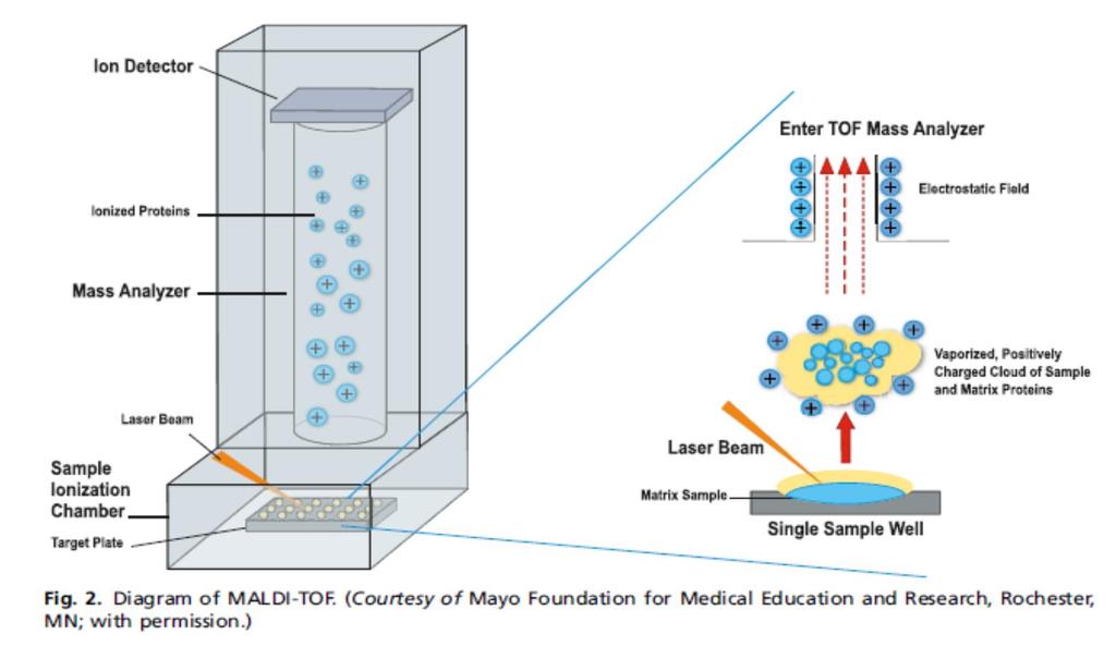 MALDI-TOF mass spectrometry Semiautomatizado para identificação de