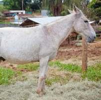 Burro, Tordilho pedrês,