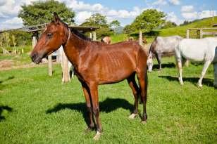 Potro, macho, castanho com pequena