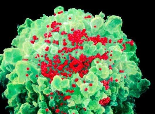 Inibidores da Protease do HIV As proteases são enzimas que catalisam a clivagem de outras proteínas, a protease do HIV catalisa tal clivagem.