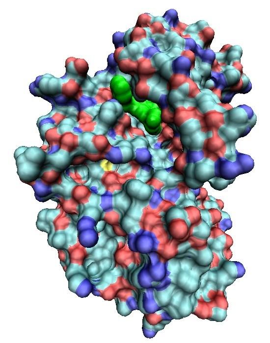 Desenho de Fármacos Na figura ao lado temos a representação gráfica da interação de um inibidor (chave) com o sítio ativo de uma enzima (fechadura).