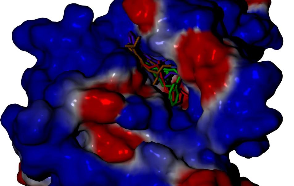 Docking Molecular Toda simulação de docking molecular tem duas etapas. Na primeira etapa são geradas posições para a molécula no sítio ativo da enzima.